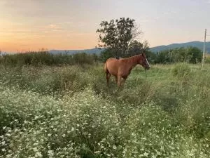 koń stojący na łące