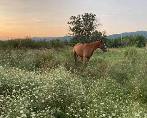 koń stojący na łące