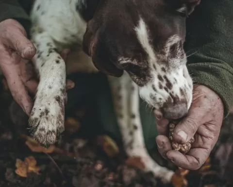 pies wąchający truflę trzymaną w męskiej dłoni