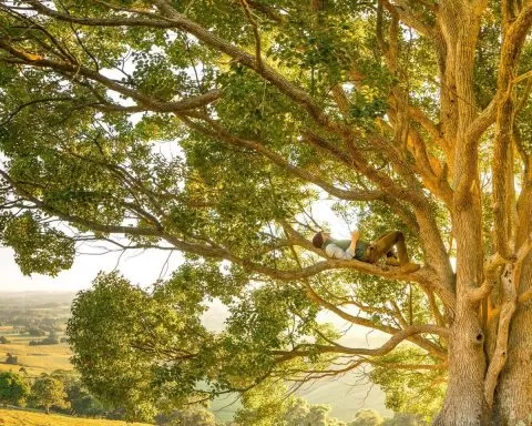 mężczyzna leżący na gałęzi drzewa