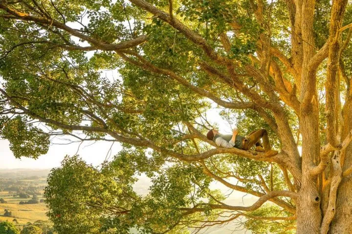 mężczyzna leżący na gałęzi drzewa