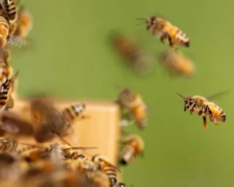 pszczoły przy ulu