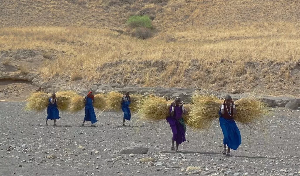 5 MASAJKI Ze SNOPAMI TRAWY DSC03375 2 1