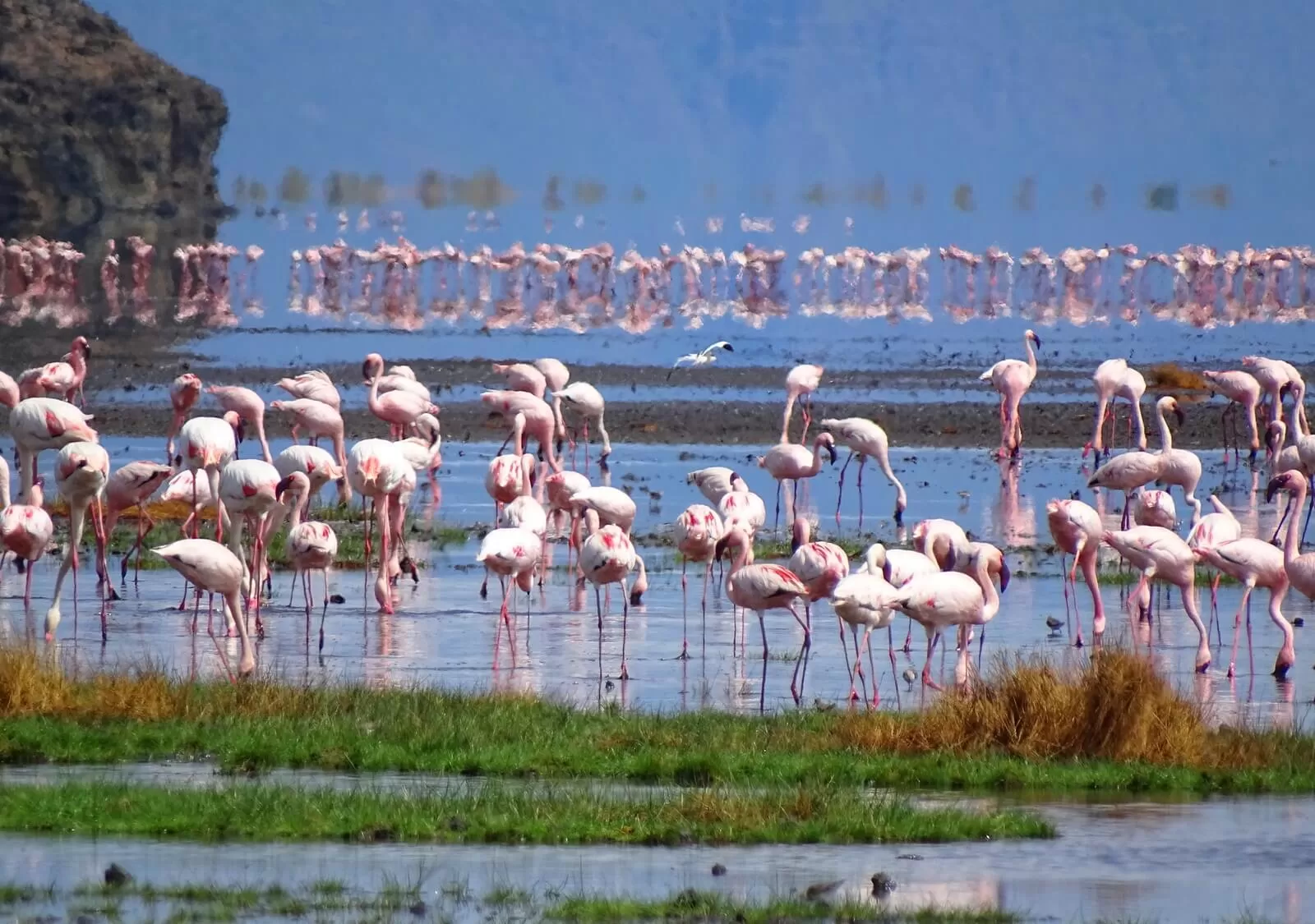 7 FLAMINGI DSC03468 1 1