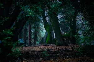 Donald Giannatti 7ne3hNnojvU Unsplash 1 1