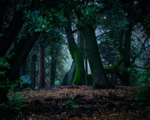 Donald Giannatti 7ne3hNnojvU Unsplash 1 1