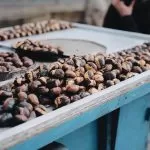 pieczone kasztany sprzedawane na ulicznym stoisku