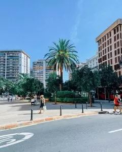 palma rosnąca na placu miejskim w Walencji