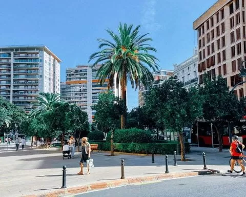 palma rosnąca na placu miejskim w Walencji