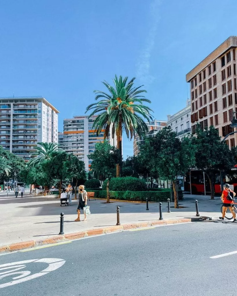 palma rosnąca na placu miejskim w Walencji
