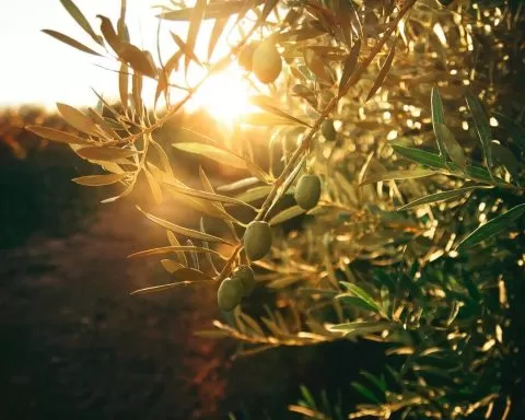 Flor Saurina XWijL2q3xAM Unsplash 1 1