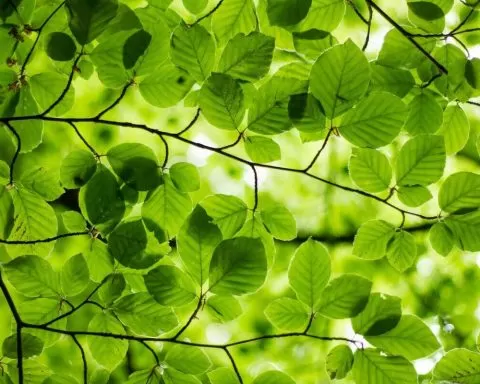 Ash From Modern Afflatus NQ6Lh81BTRs Unsplash 1 1