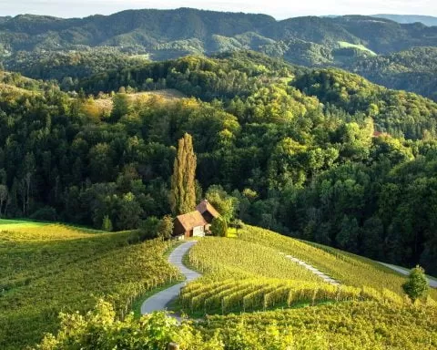 F014487 02 Alpska Slovenija Spicnik Srce Med Vinogradi 1 Photo M 1