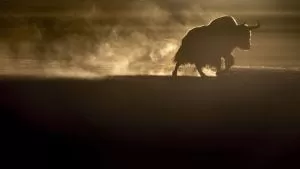 duch śniegów - recenzja