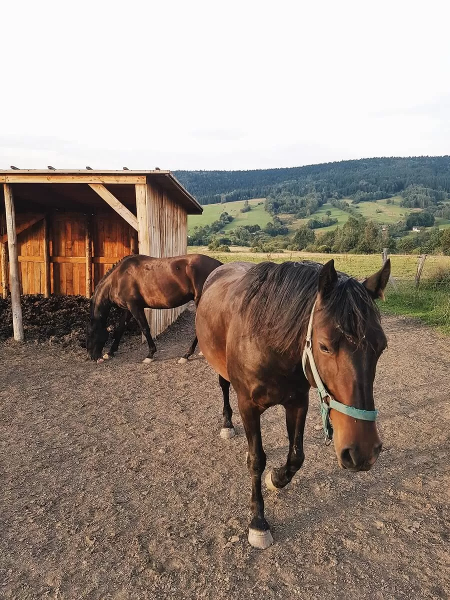 2020 09 20 115001858 1