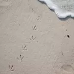 ślady mewy na plaży
