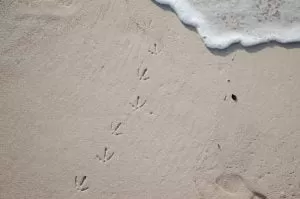 ślady mewy na plaży