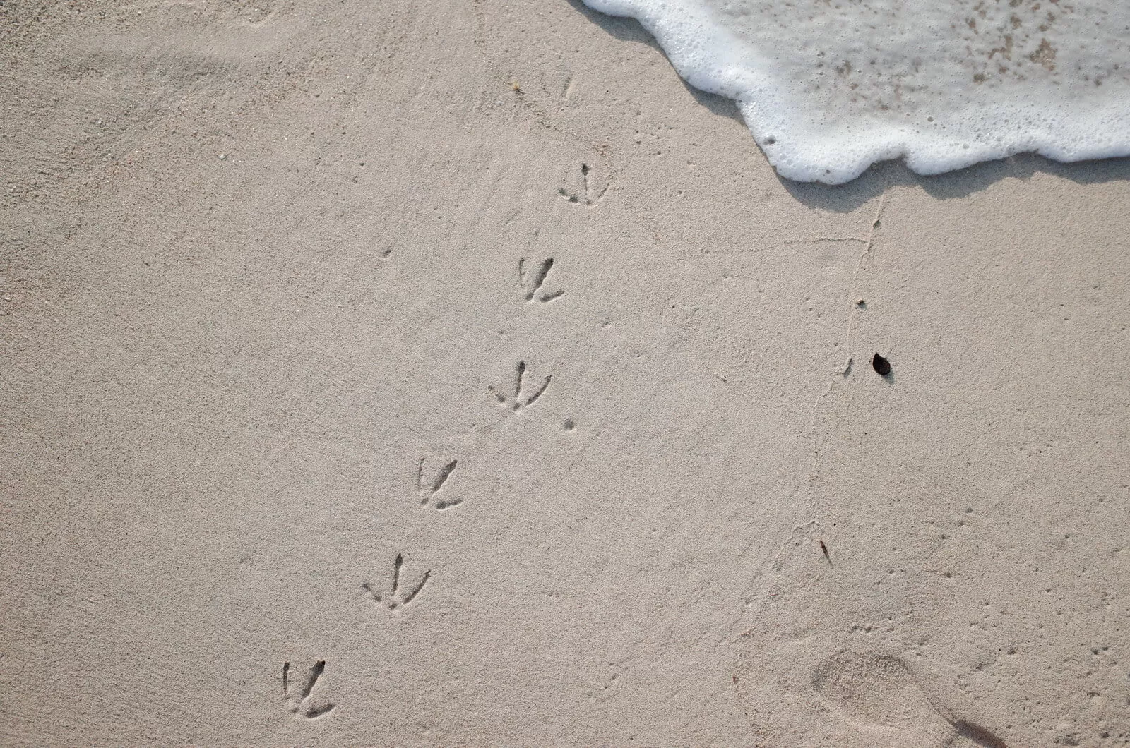 ślady mewy na plaży
