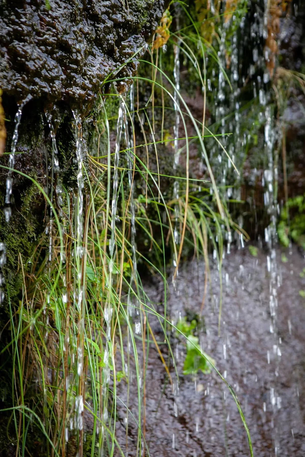 Madera Classic 5241 1 1