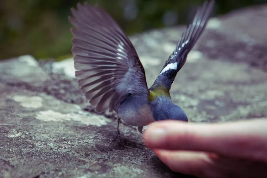 Madera Classic 5264 1