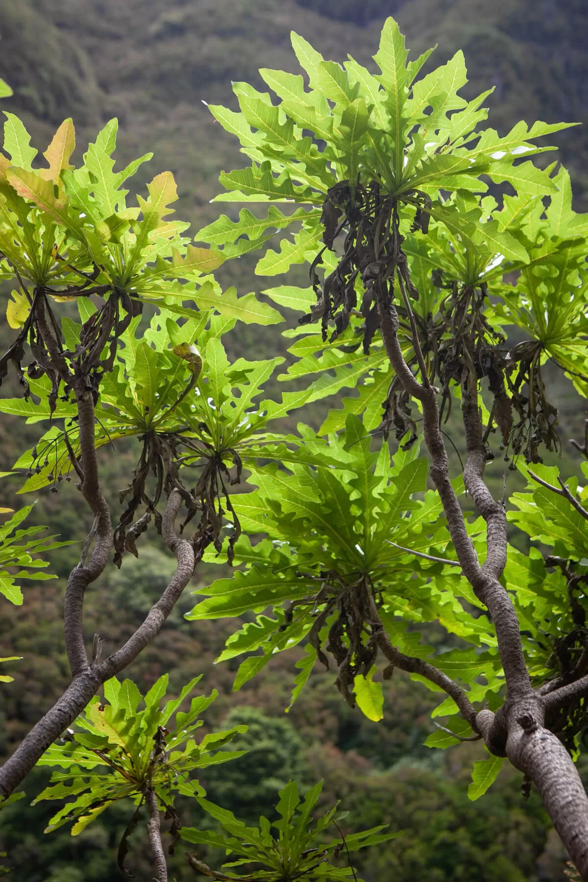 Madera Classic 5310 1