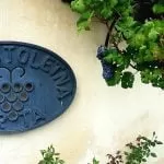 najstarsza winorośl na świecie. Maribor. Słowenia