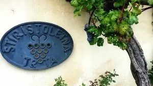 najstarsza winorośl na świecie. Maribor. Słowenia