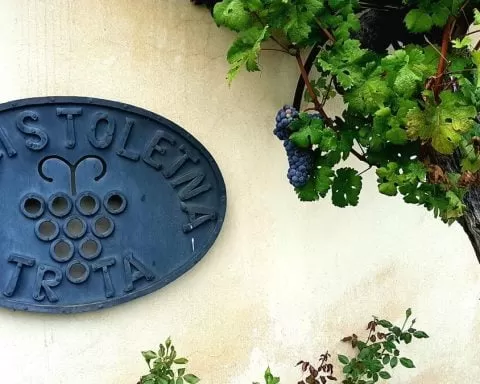 najstarsza winorośl na świecie. Maribor. Słowenia