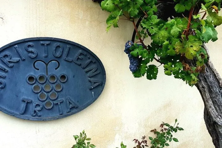 najstarsza winorośl na świecie. Maribor. Słowenia