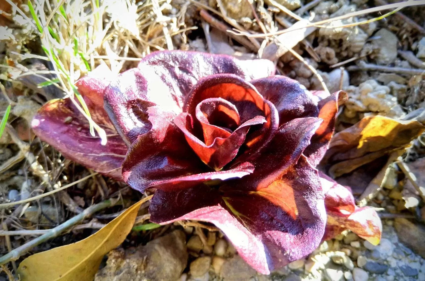 330592976 2509742122501560 3789957563760403628 N 1