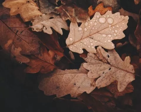 Daniel Frank UoUqvOOwDh8 Unsplash 1 1