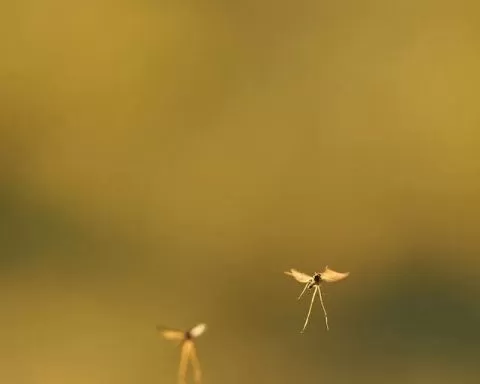 Wolfgang Hasselmann O03A3xOSlJc 