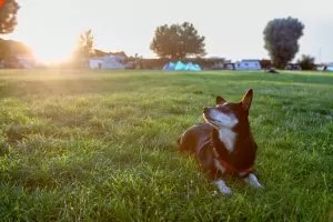 podróżowanie z psem