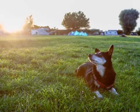 podróżowanie z psem