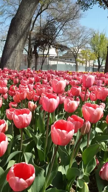 turcja tulipany