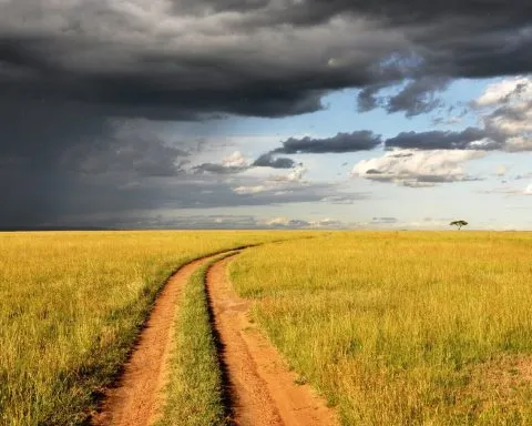 Pop Zebra XDxiO7sldis Unsplash 1 1