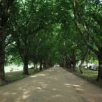 szczecin aleja platanów