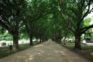 szczecin aleja platanów