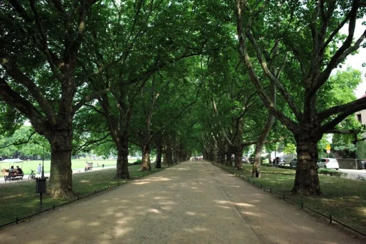 szczecin aleja platanów