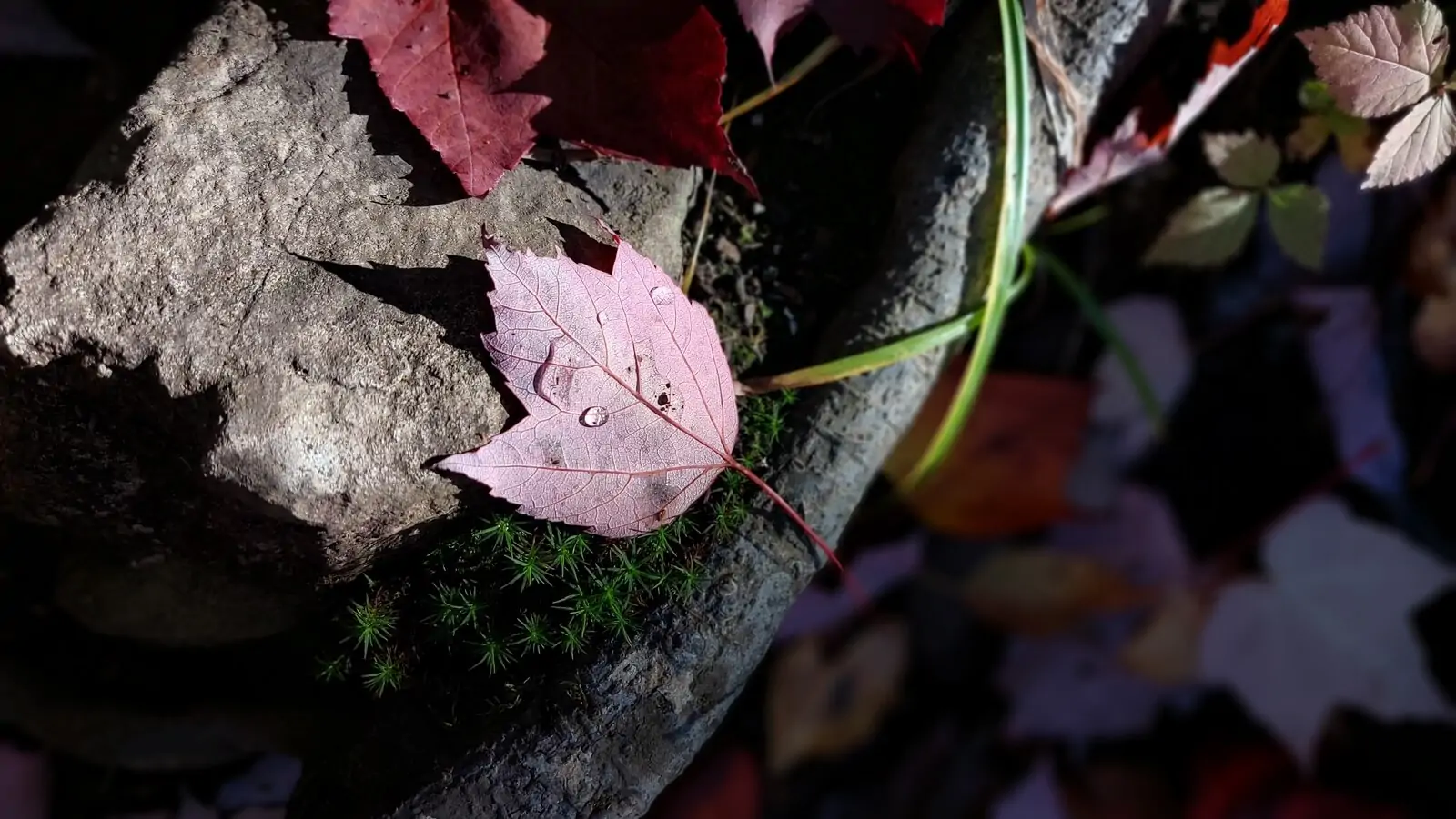 Emblematyczne Klonowe Liscie 1