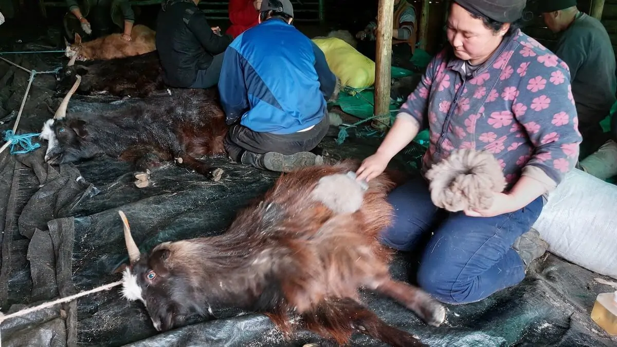 Choc Tu Troche Cierpia Dzieki Cennemu Wlosiu Kozy Zyja Tu Dlugo 1