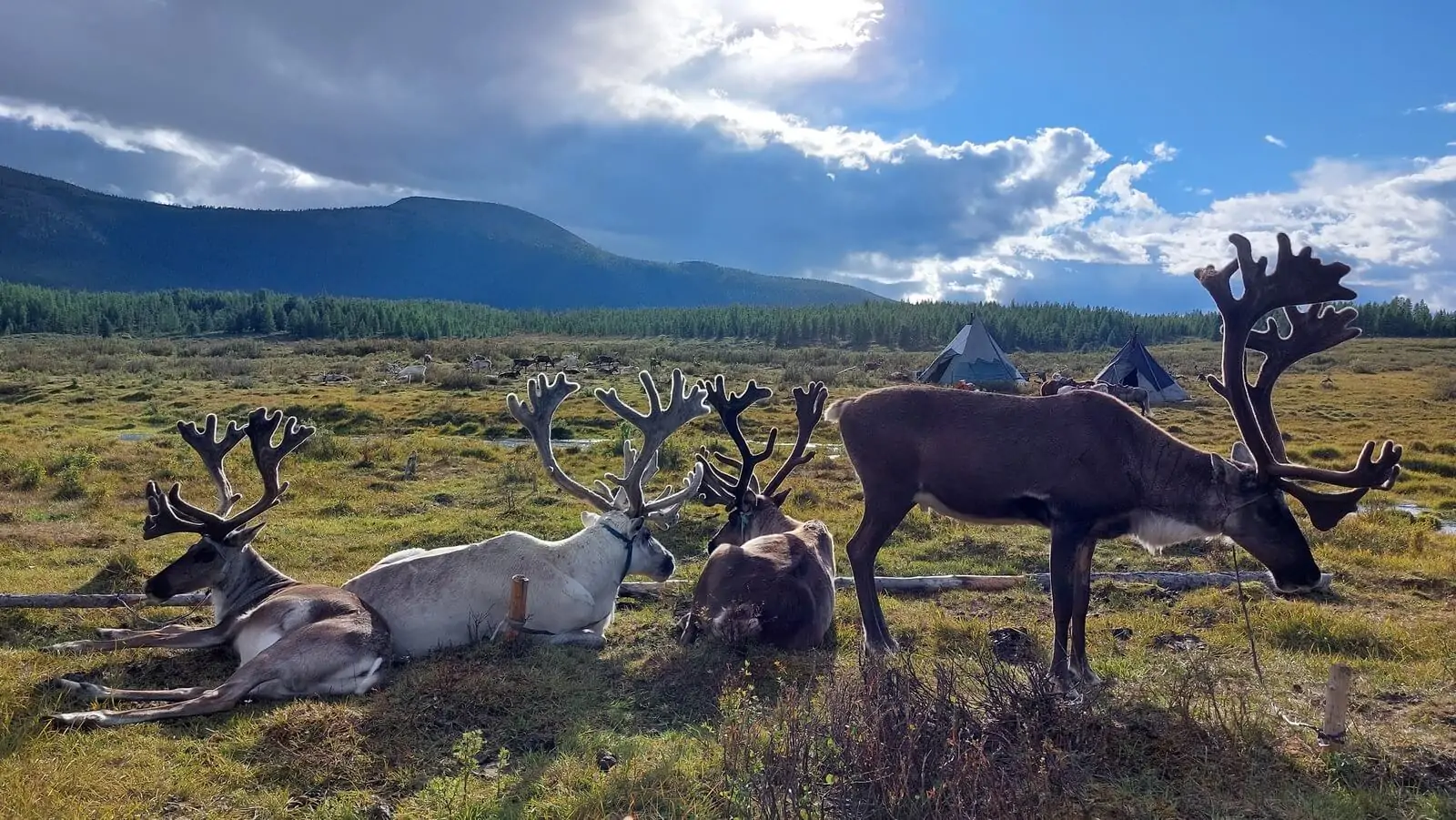 Letni Oboz Hodowcow Reniferow 3 1