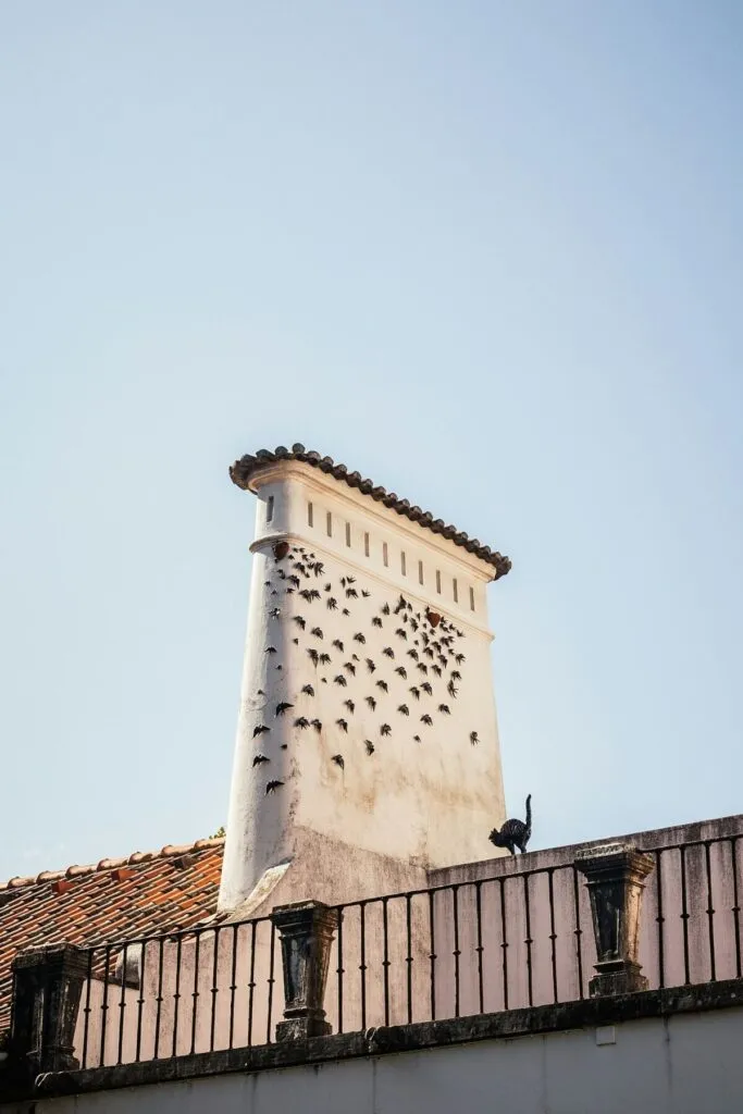 portugalia jaskółki