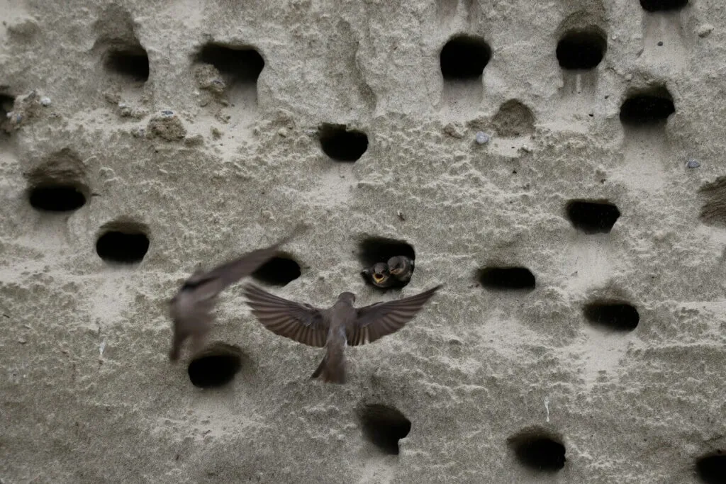 portugalia jaskółki