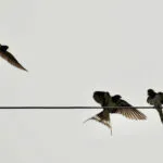 portugalia jaskółki