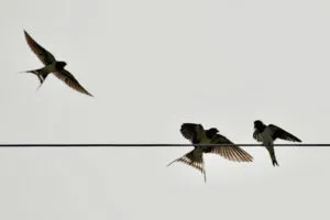 portugalia jaskółki