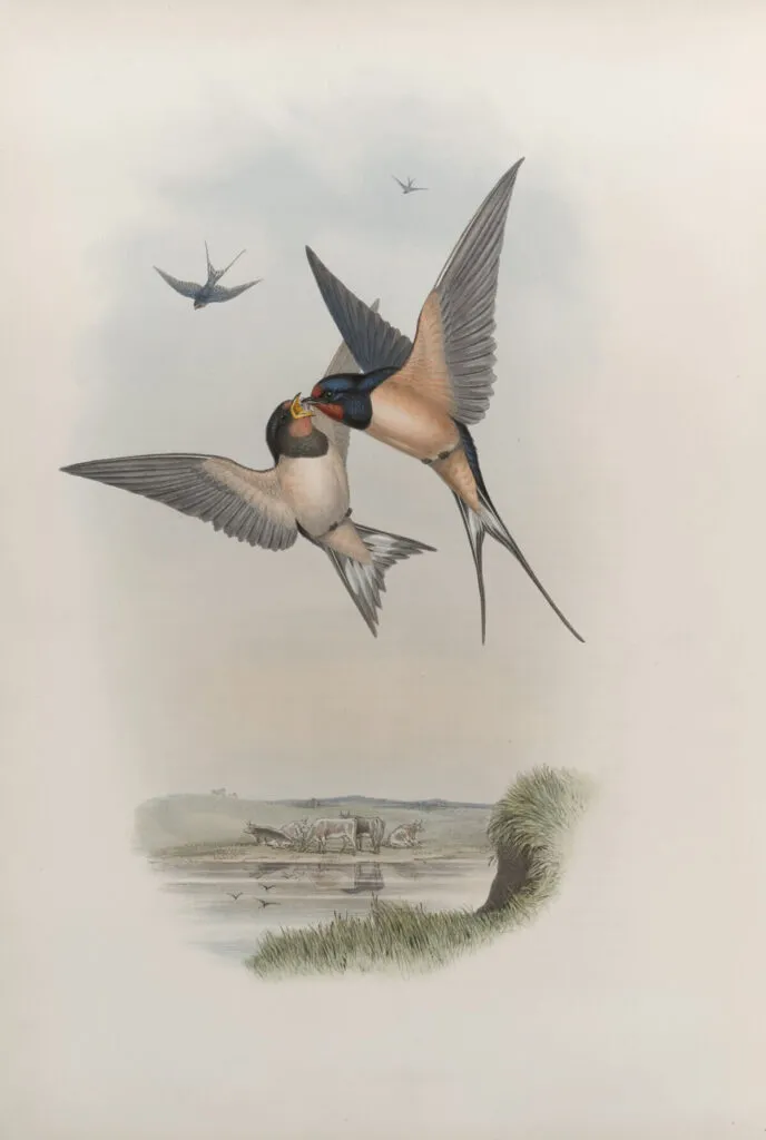 portugalia jaskółki