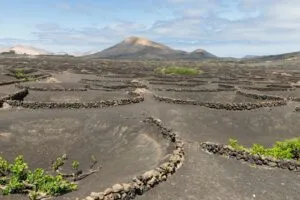 lanzarote wino