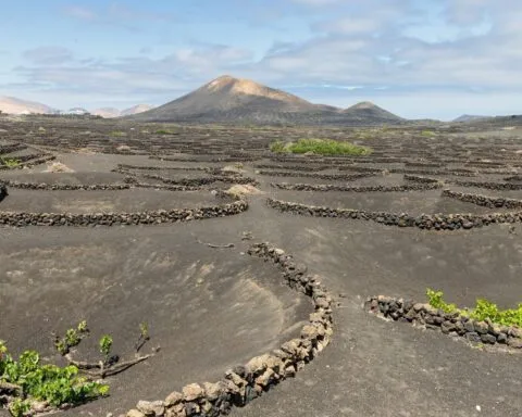 lanzarote wino