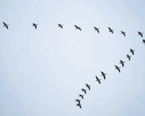 Thanh Nguyen Bvc0g9owYG0 Unsplash 1 1